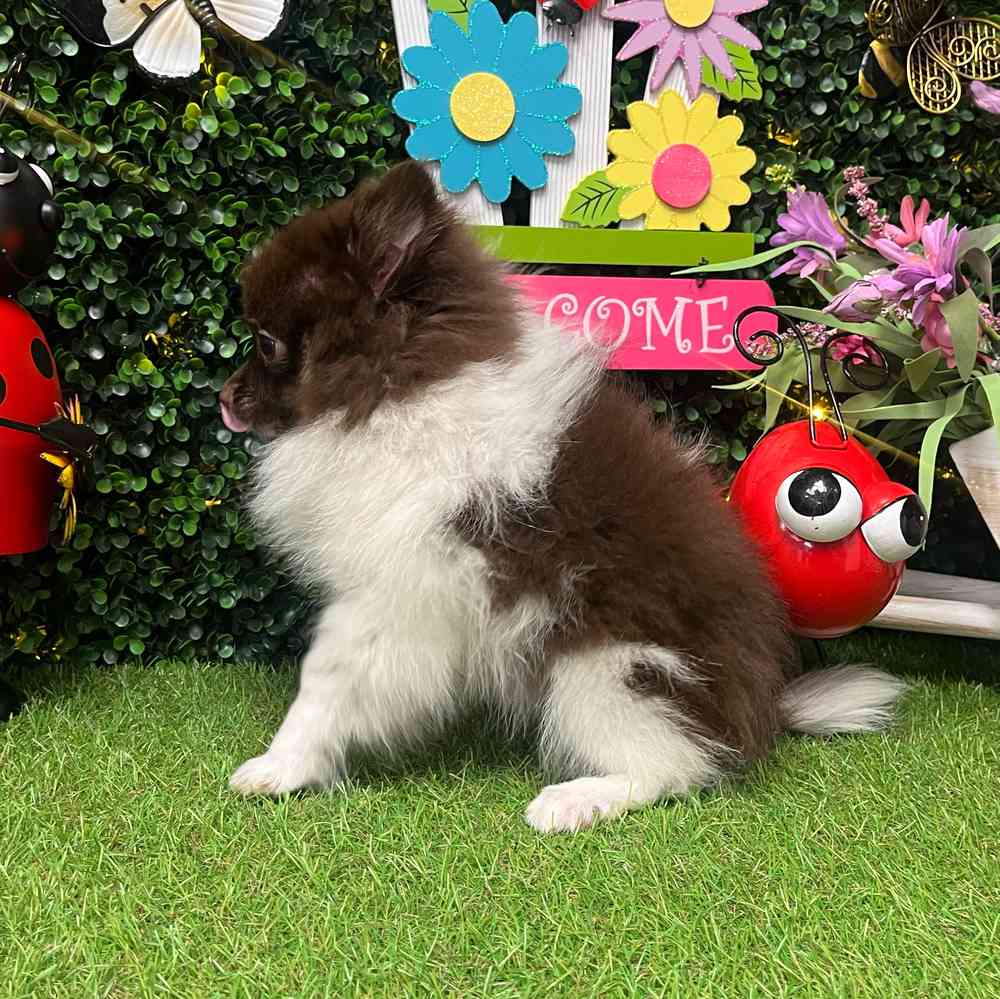 carousel pet images