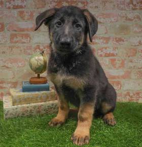 German Shepherd