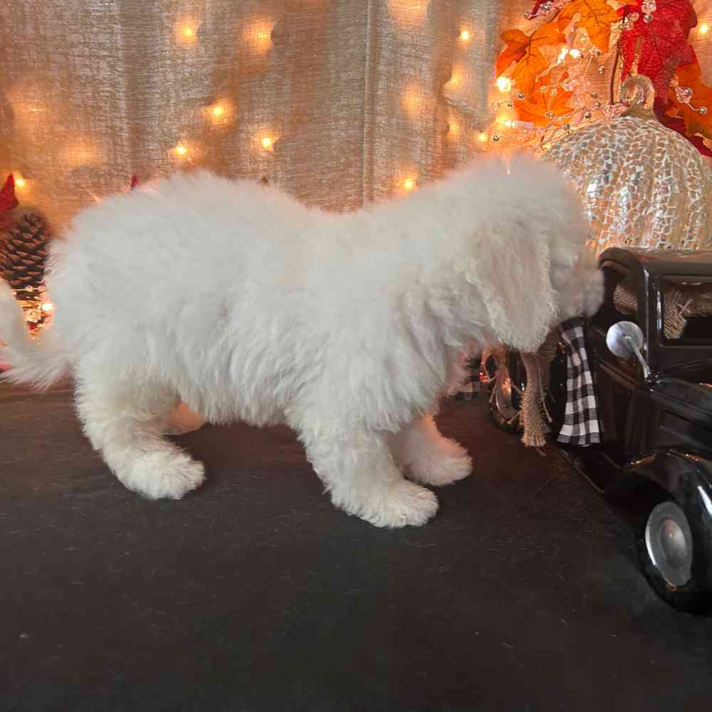carousel pet images