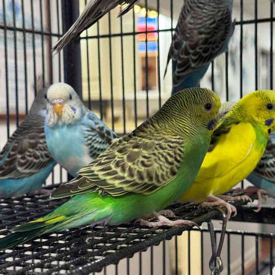 Parakeet
