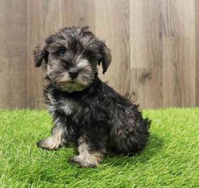 Mini Schnauzer