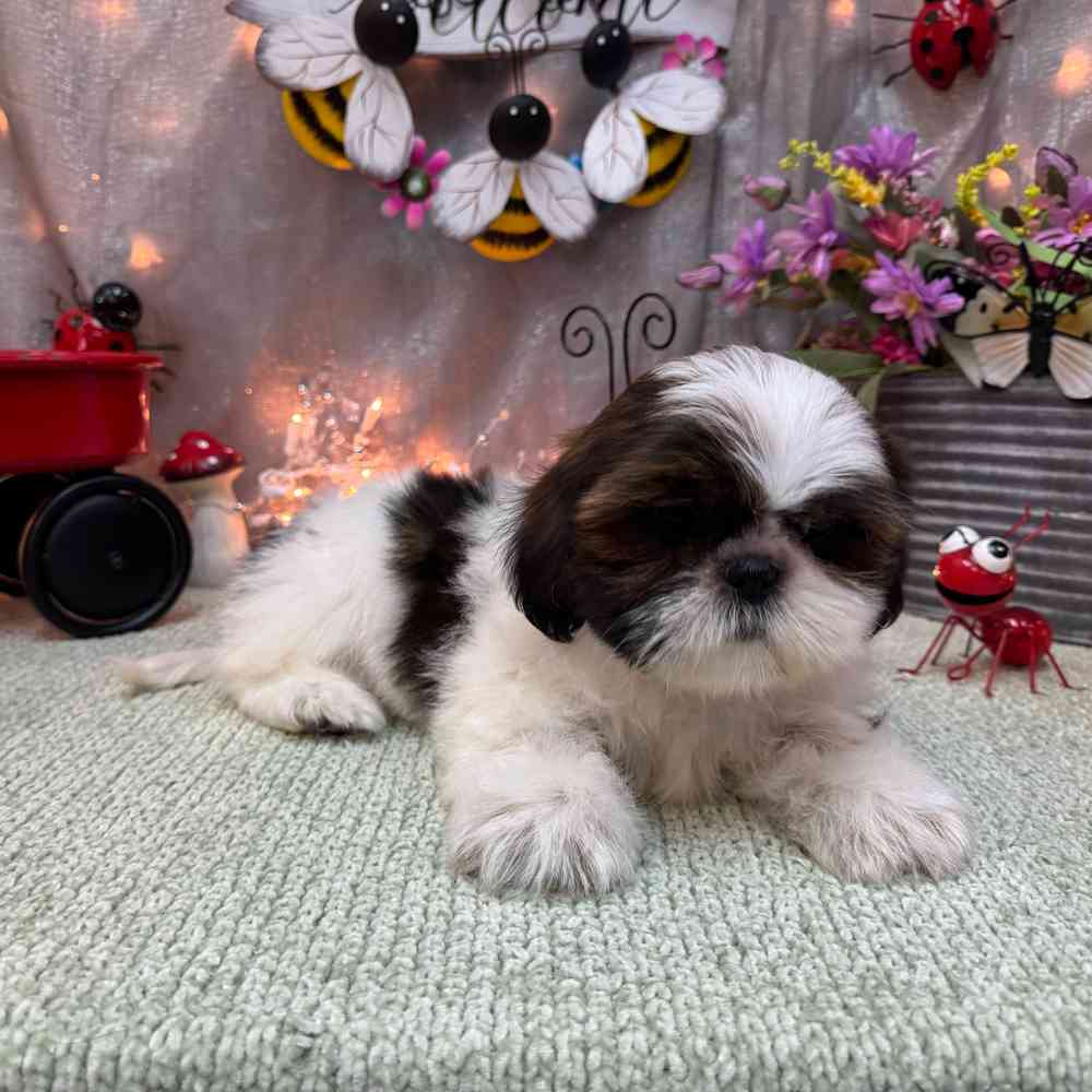 carousel pet images