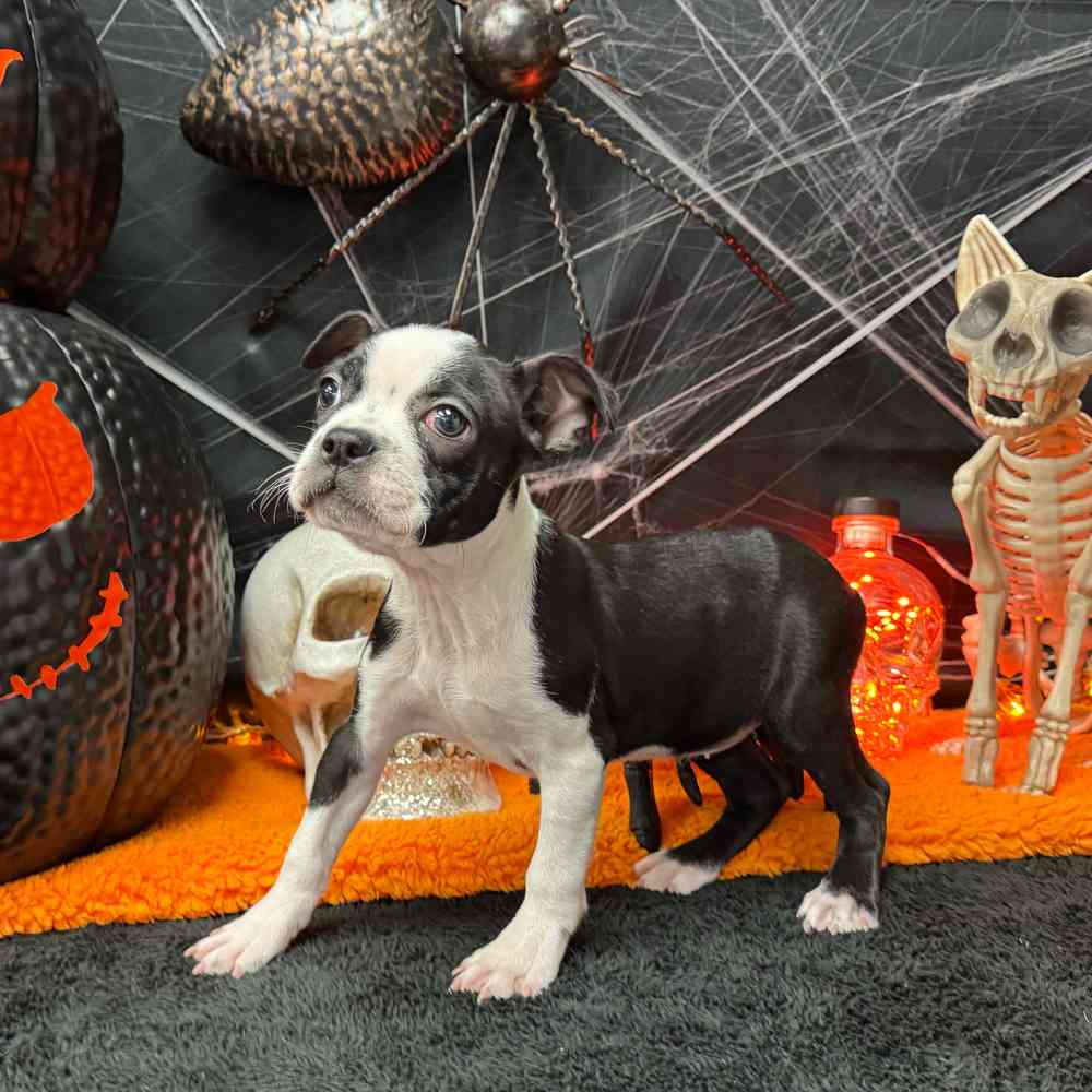 Boston Terrier Puppies for sale - Pets Plus Stafford