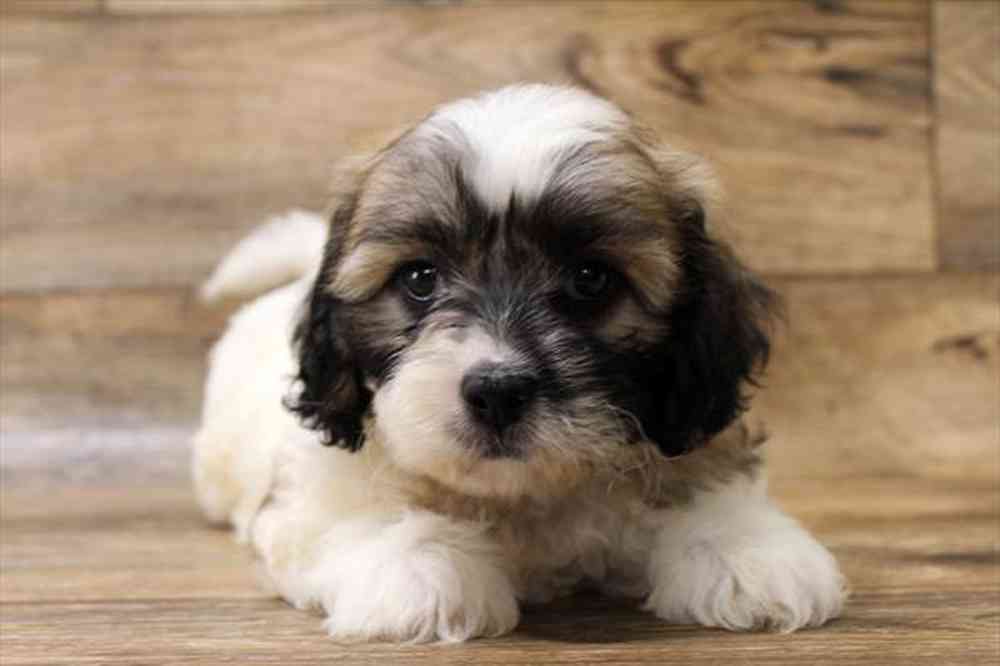 carousel pet images
