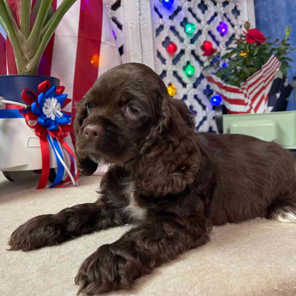 carousel pet images