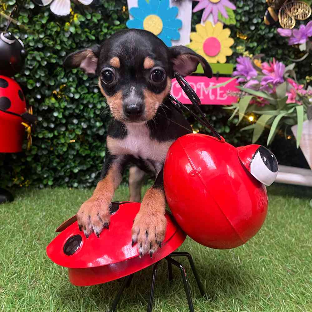 carousel pet images