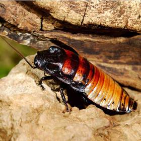 Madagascar Hissing Cockroaches