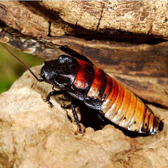 Madagascar Hissing Cockroaches