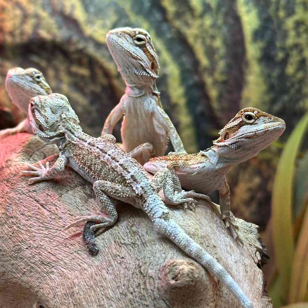 carousel pet images