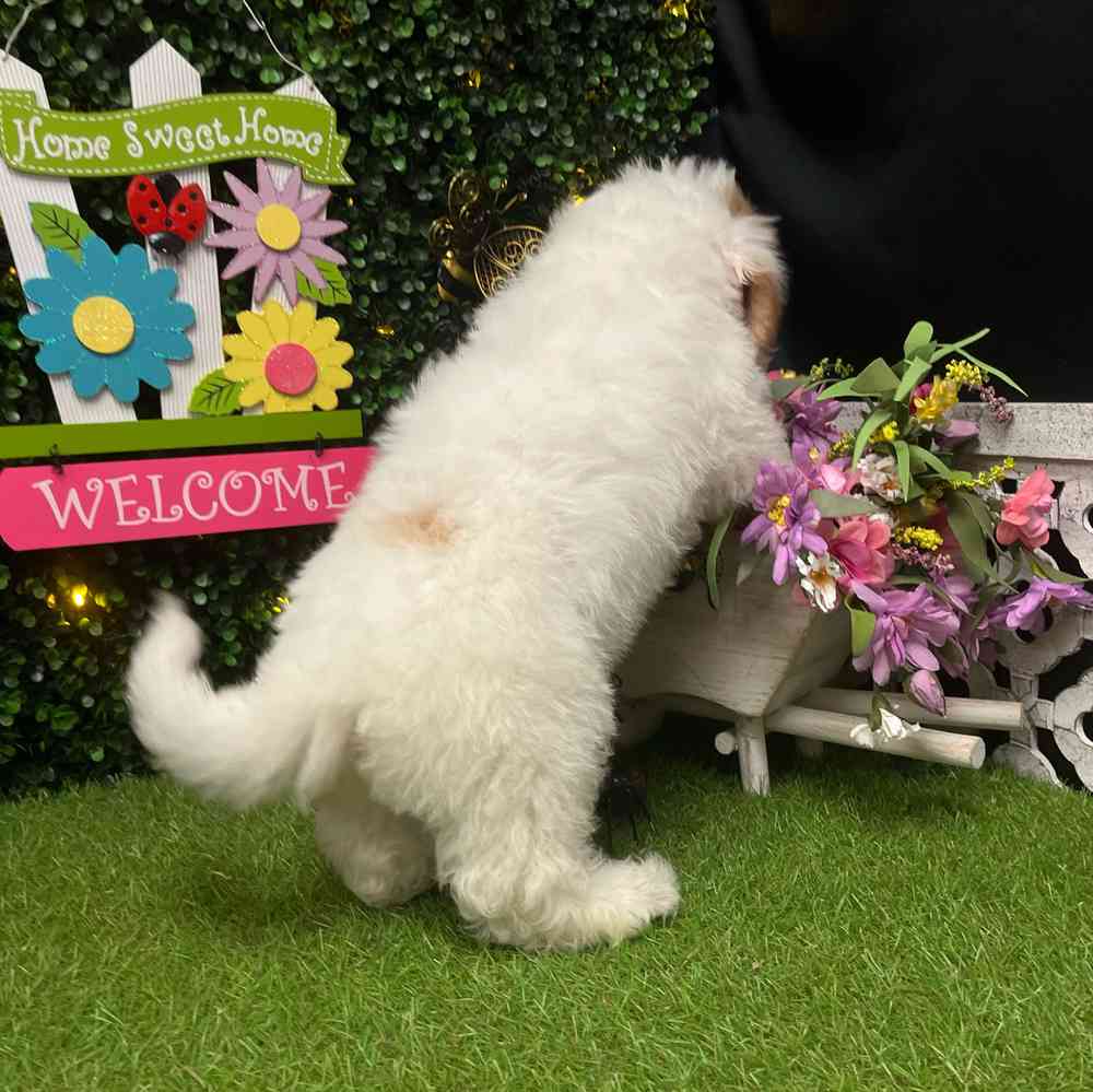 carousel pet images