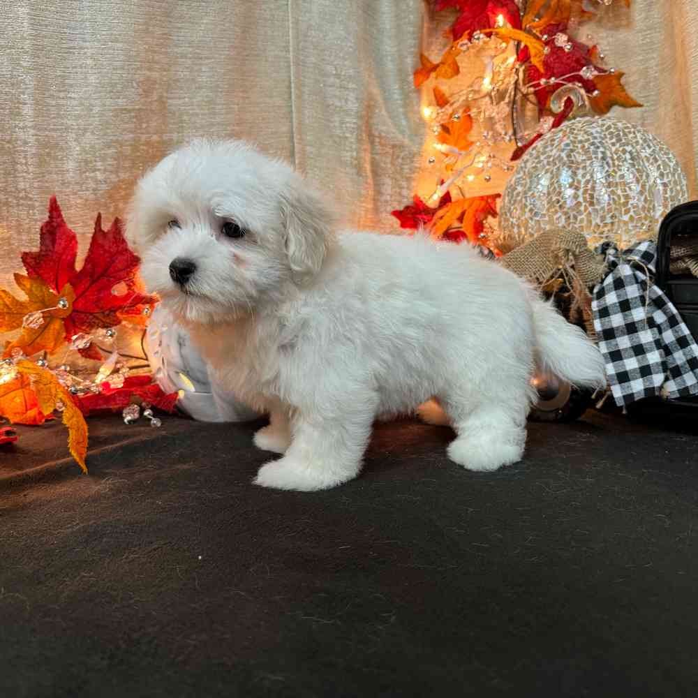 carousel pet images