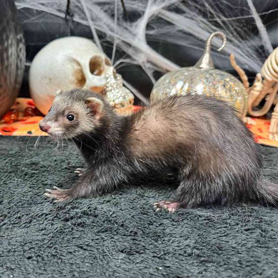 Ferret