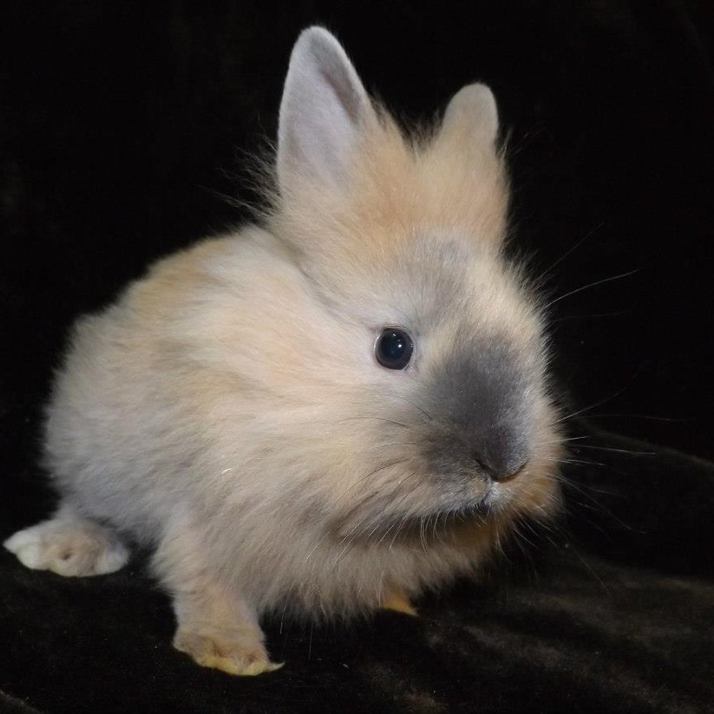 Pet supplies cheap plus bunnies