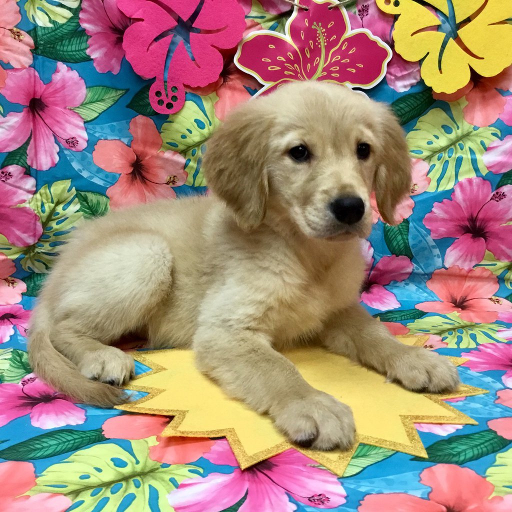 Our Puppies and Packages Pets Plus