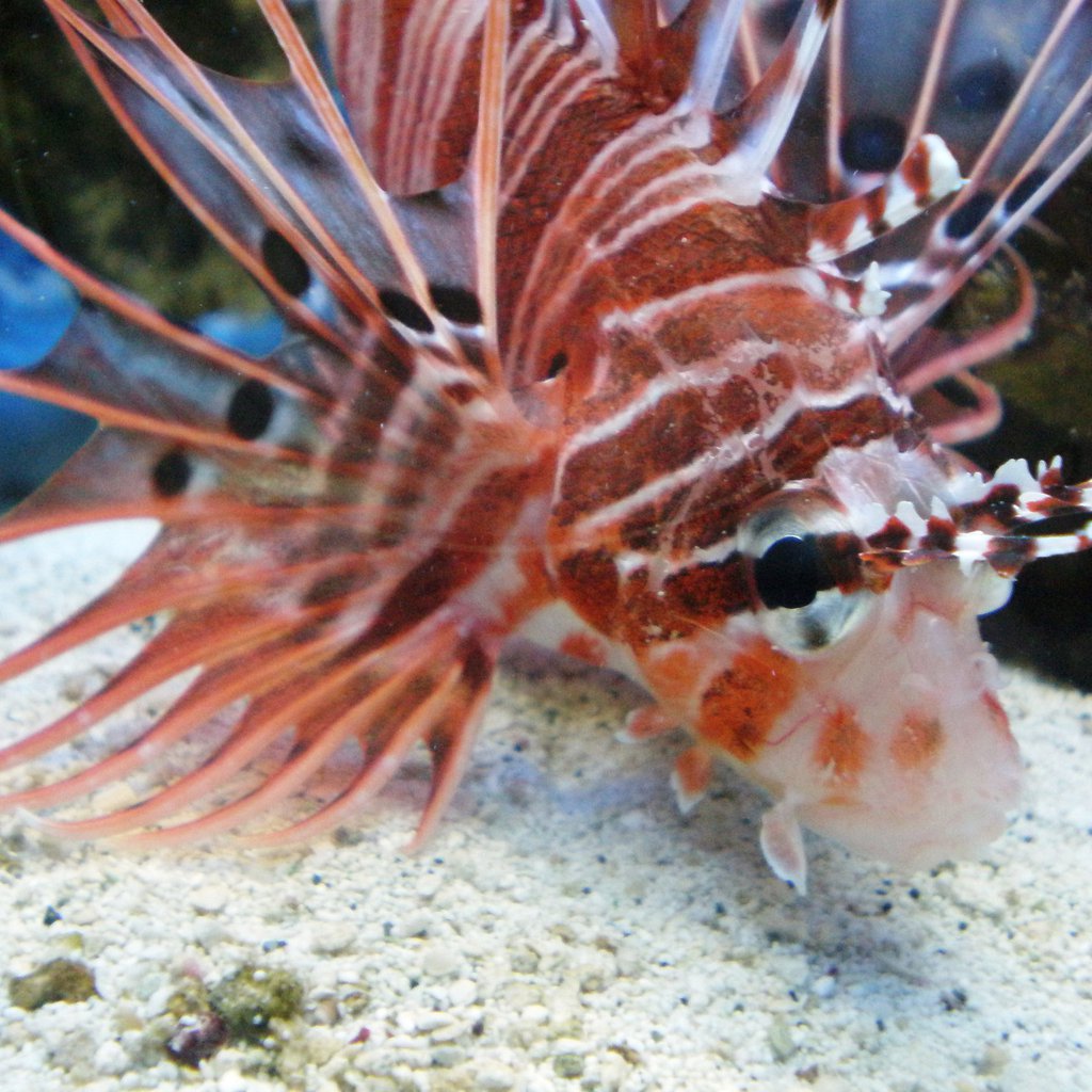 Available Fish Pets Plus
