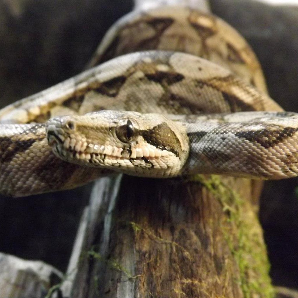 Pet supplies plus reptiles shop for sale