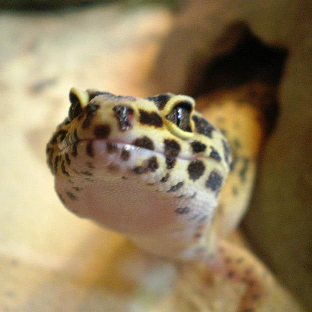Pet supplies plus lizards new arrivals