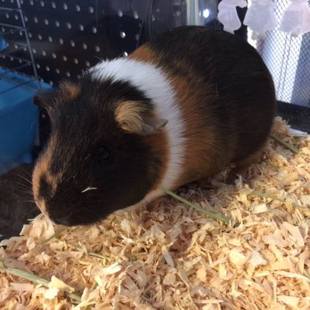 Available Small Animals - Pets Plus