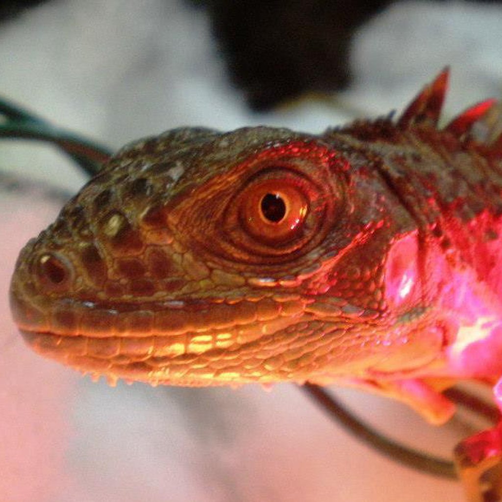Pet supplies plus lizards new arrivals