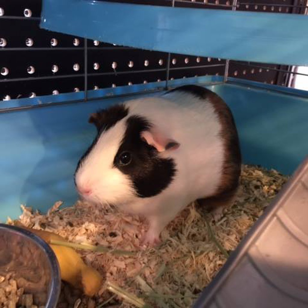 Pet supplies plus hotsell animals