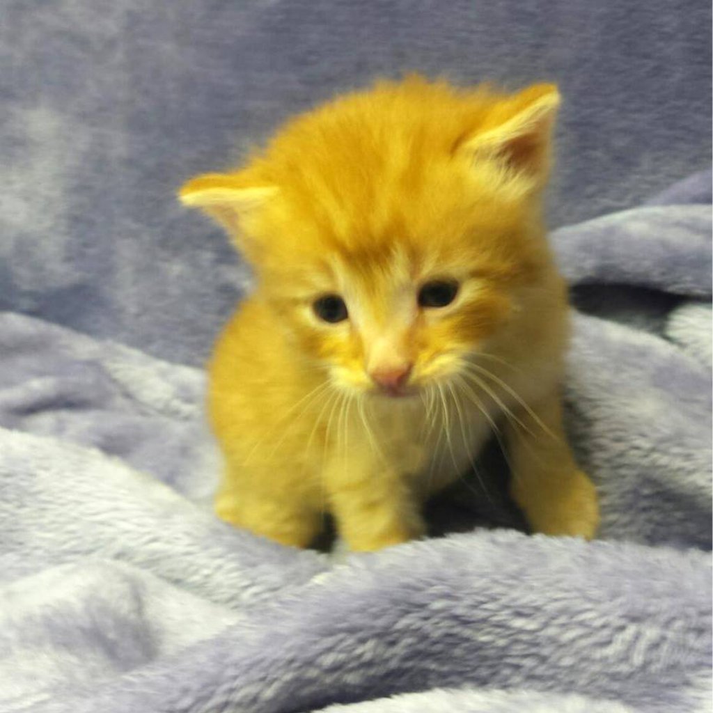Available Kittens Pets Plus