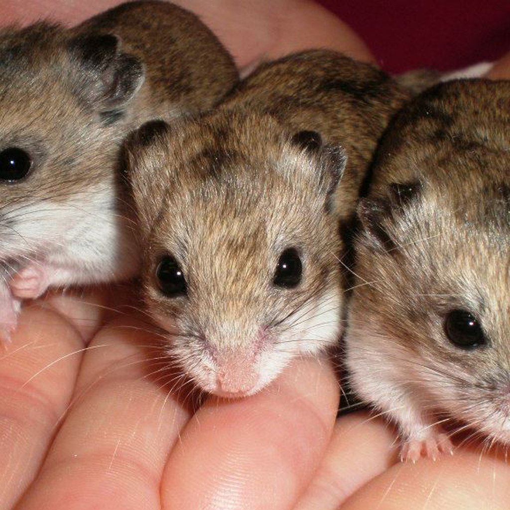 Pet supplies plus hamsters on sale