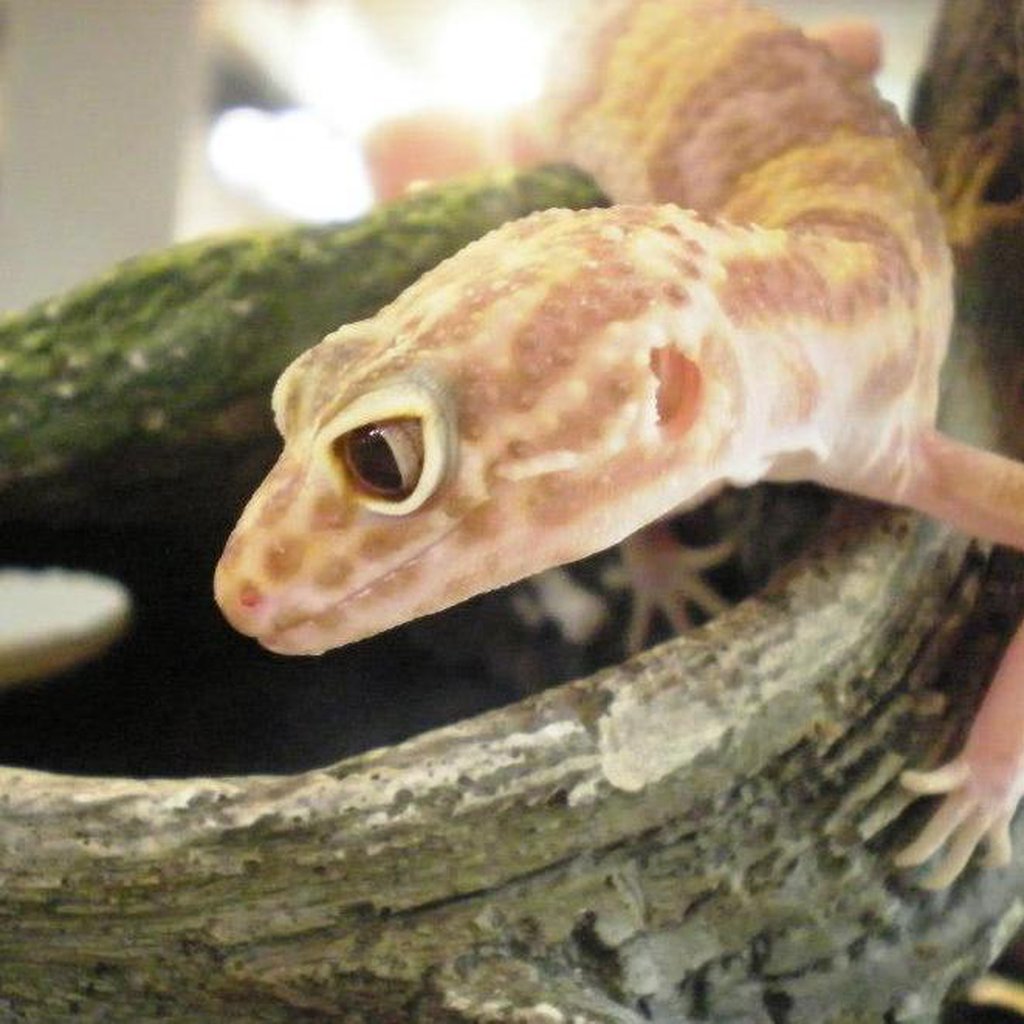 Pet supplies plus reptiles for sale clearance